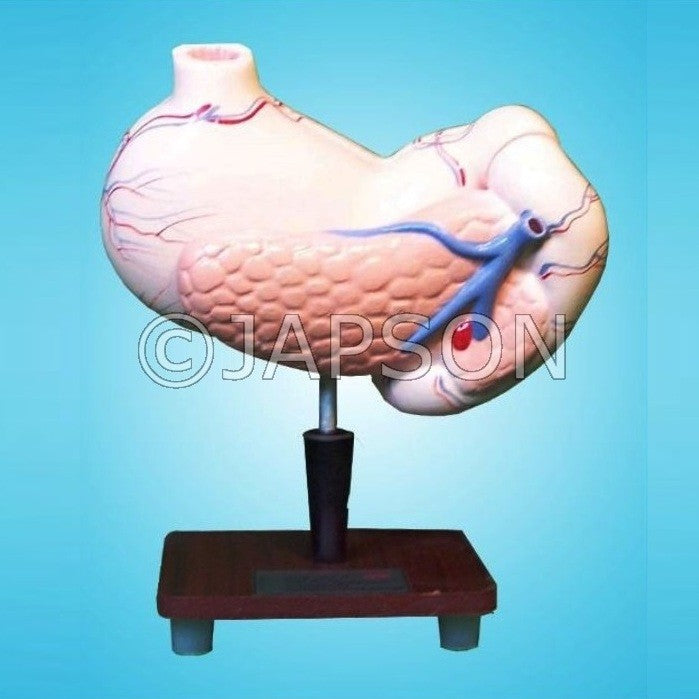 Human Model, Stomach Human Model, Stomach